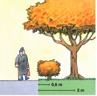 Illustration med träd och buskars planteringsavstånd från gata